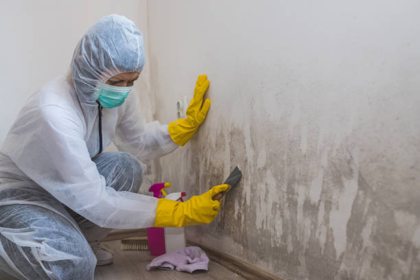 Best Biohazard Mold Removal  in South Deerfield, MA