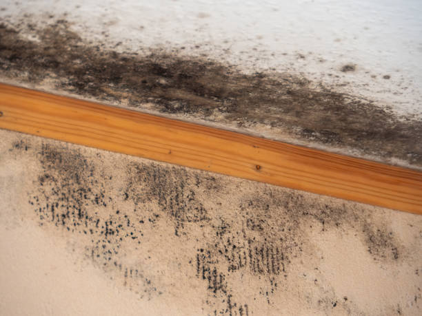 Best Commercial Mold Inspection  in South Deerfield, MA