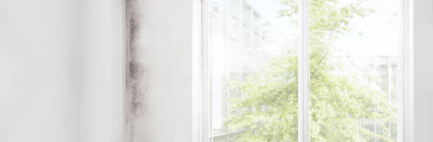 Best Black Mold Removal  in South Deerfield, MA