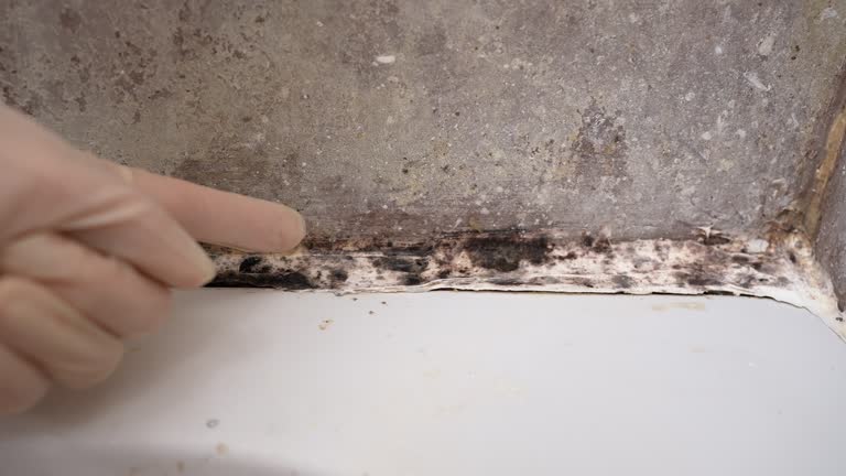 Best Basement Mold Removal  in South Deerfield, MA