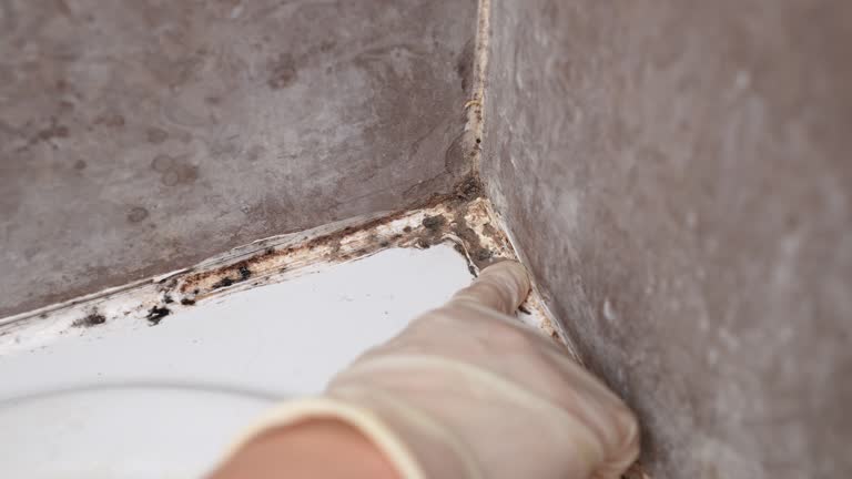 Best Mold Removal for HVAC Installations  in South Deerfield, MA